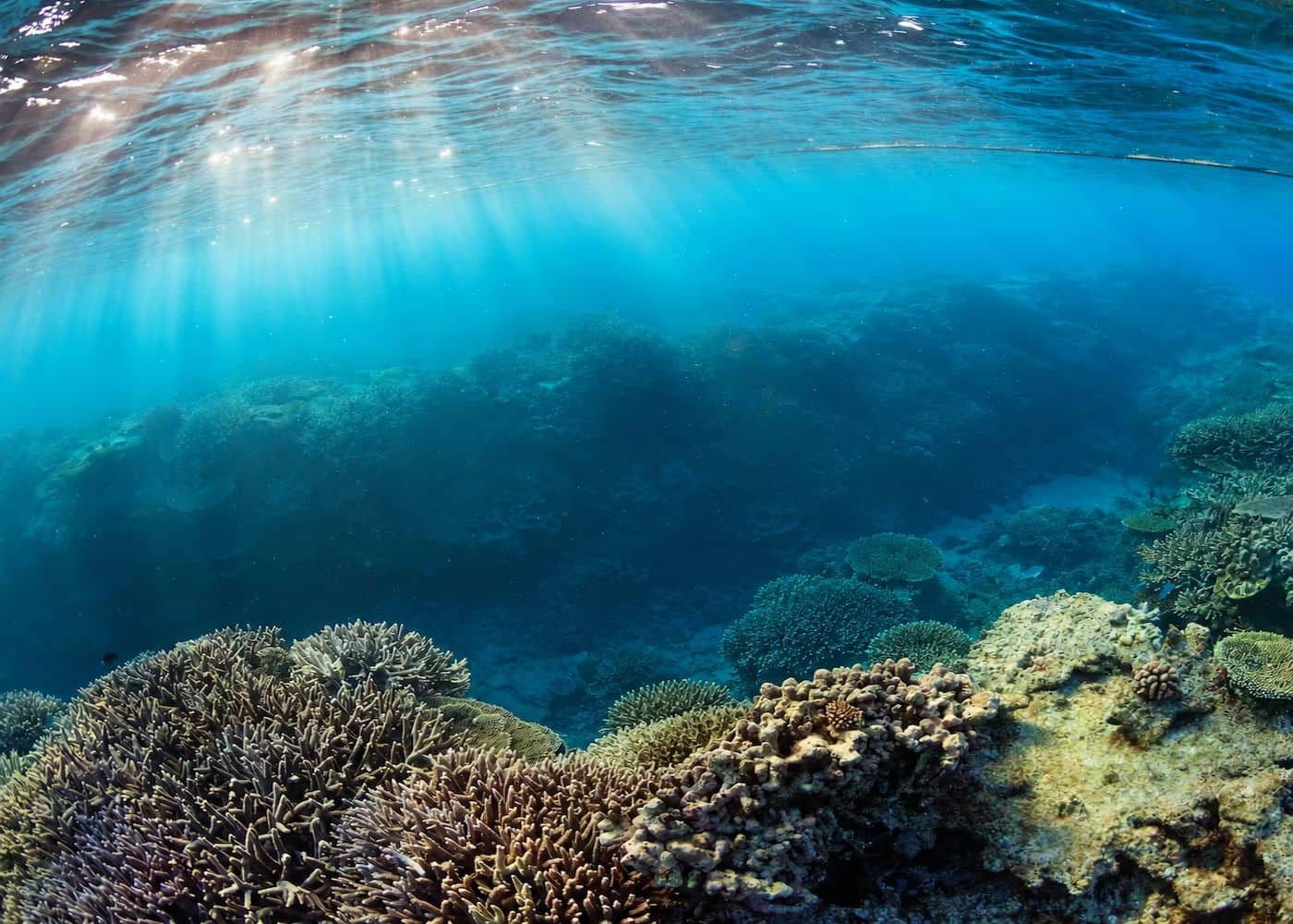 Sunlight over a shallow coral reef in southern Negros