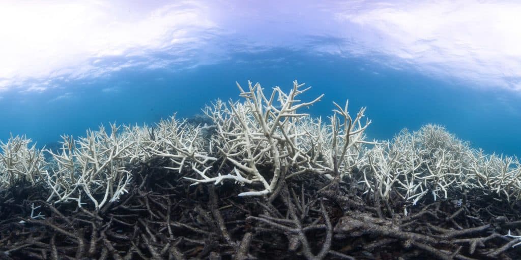 Bleached coral reef