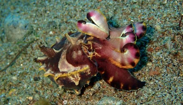 Close-up of a flamboyant cuttlefish on the sandy seafloor