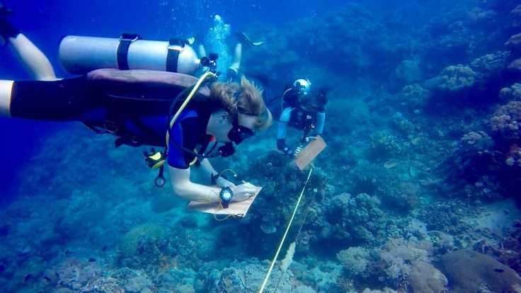 Volunteer diver recording data beside a transect line on the reef