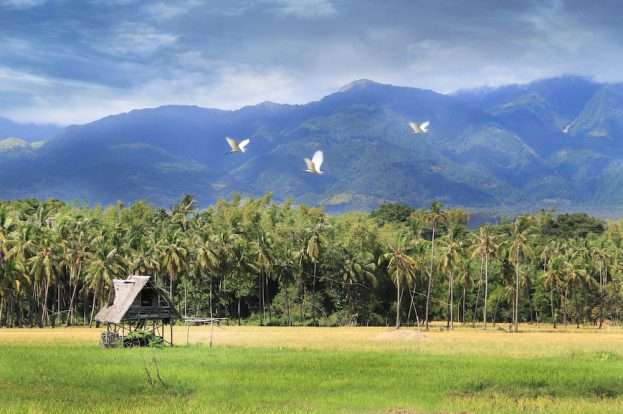 View of the landscape near MCP with palm groves, rice paddies, and forested mountains in Negros Oriental
