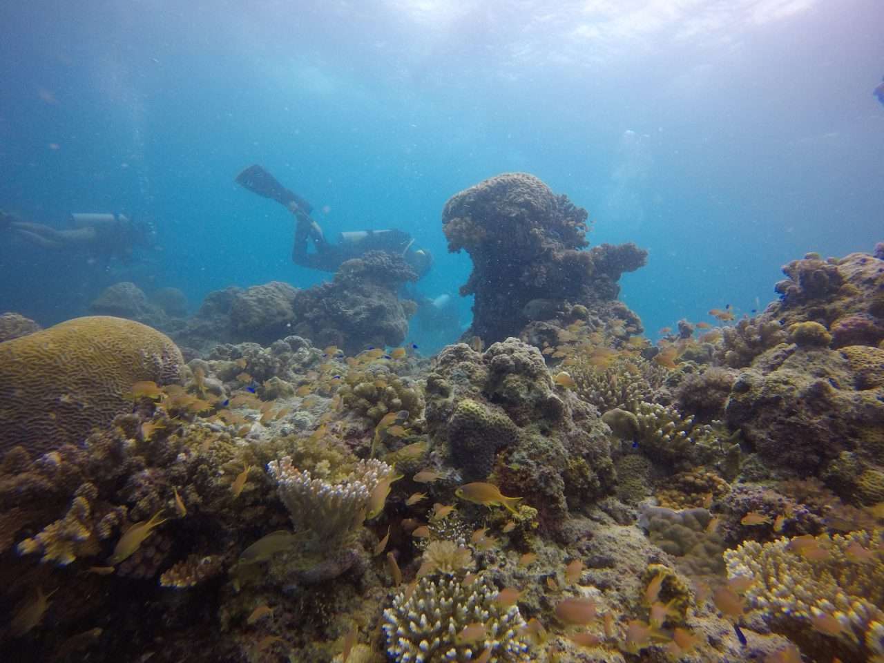 Divers over a coral reef in southern Negros