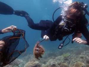Diver removing a crown-of-thorns starfish into a collection net during an outbreak control dive