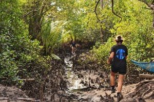 Volunteers walking up a muddy creek through the mangroves