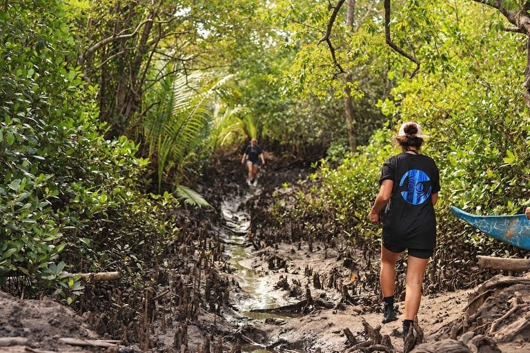 Volunteers walking through the mangroves on the way to a planting site