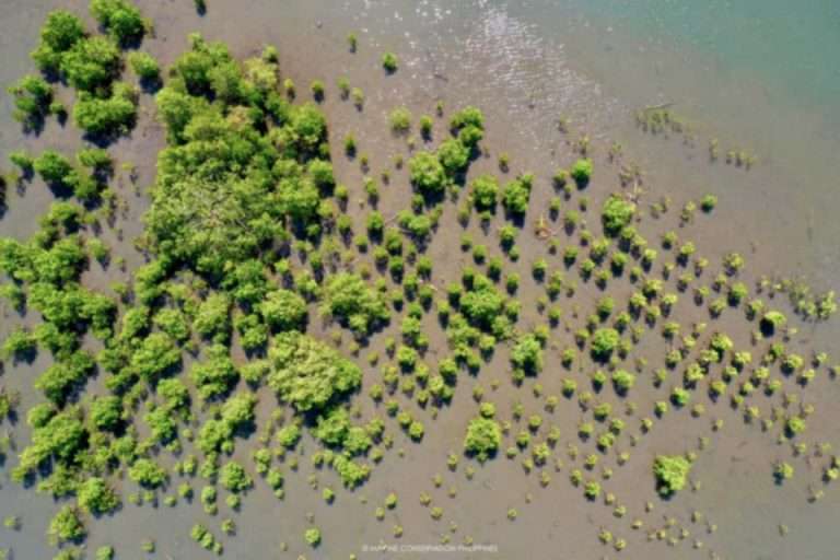 Drone view of young mangroves planted in rows on a tidal flat