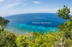 apo-island-sanctuary