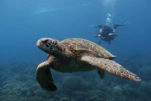 A green sea turtle gliding past a diver over a coral reef