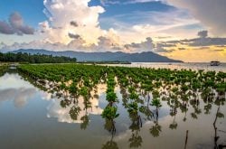 Mangrove nurseries established by MCP