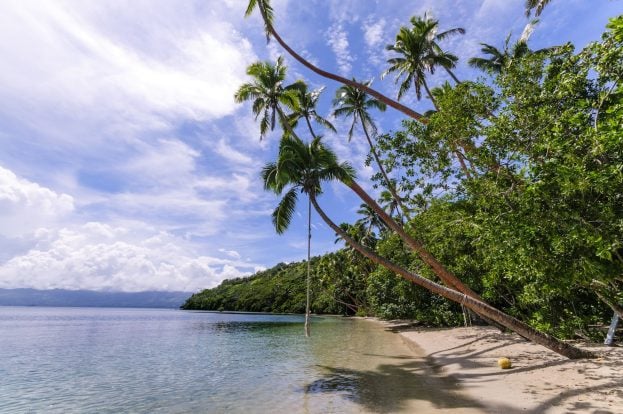 Palm trees leaning over a quiet beach and calm water
