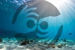 About the NGO Marine Conservation Philippines