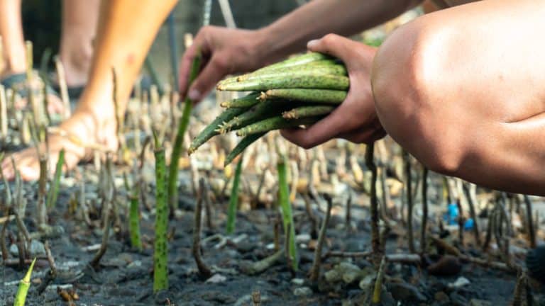 Close-up of hands planting a mangrove seedling in the mud