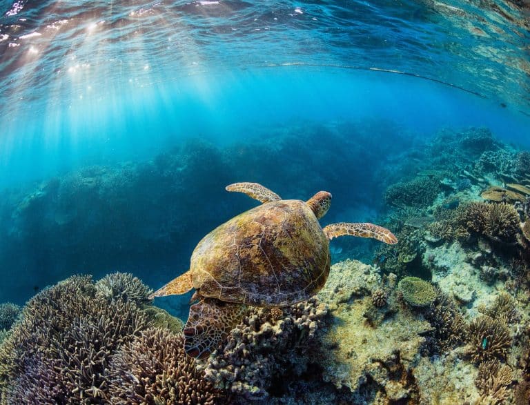 Sea turtle swimming above a coral reef