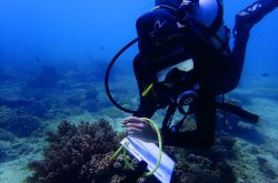 Volunteer conducting scientific scuba diving