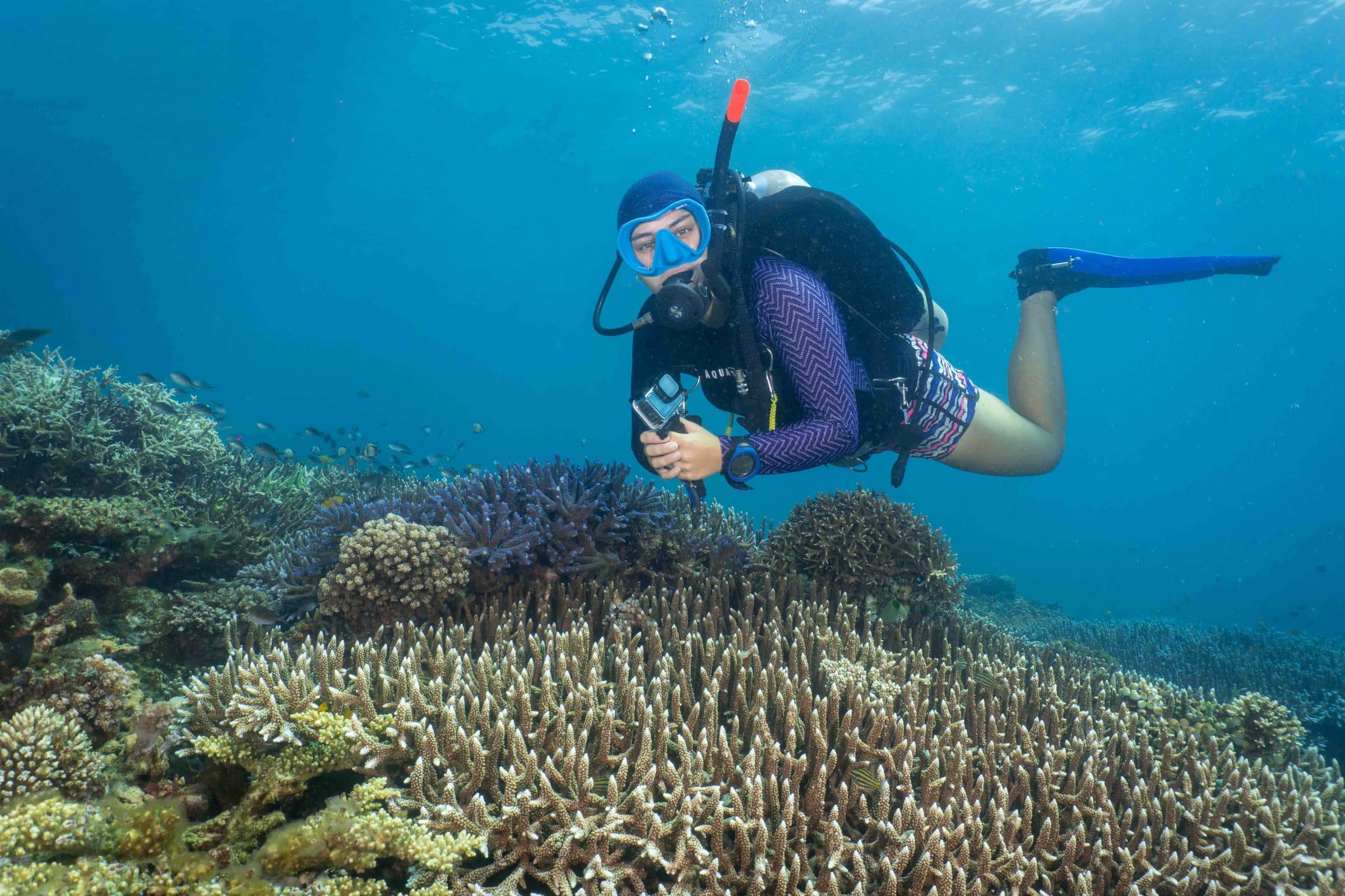 Volunteer diver hovering above a hard coral reef in Negros Oriental