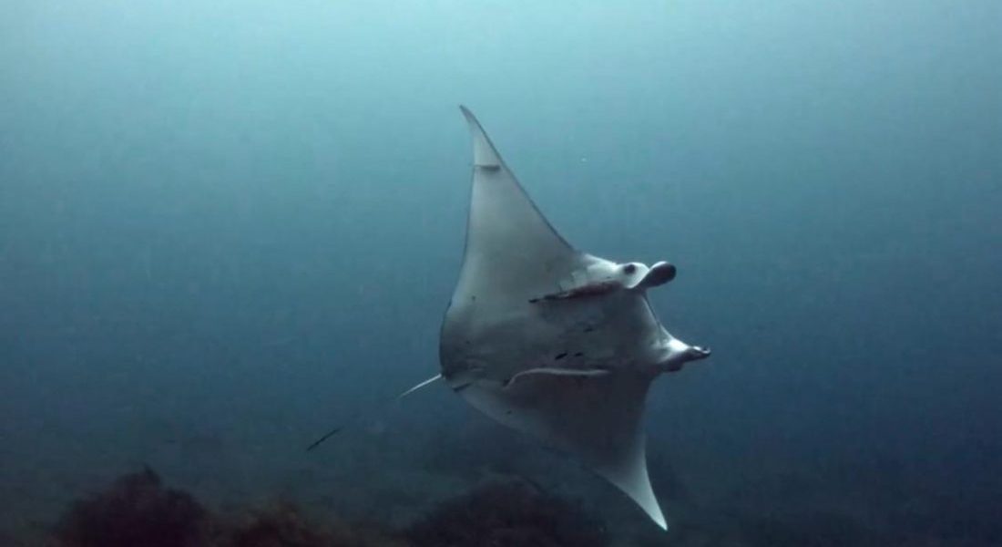Mantaray sighted by MCP volunteers