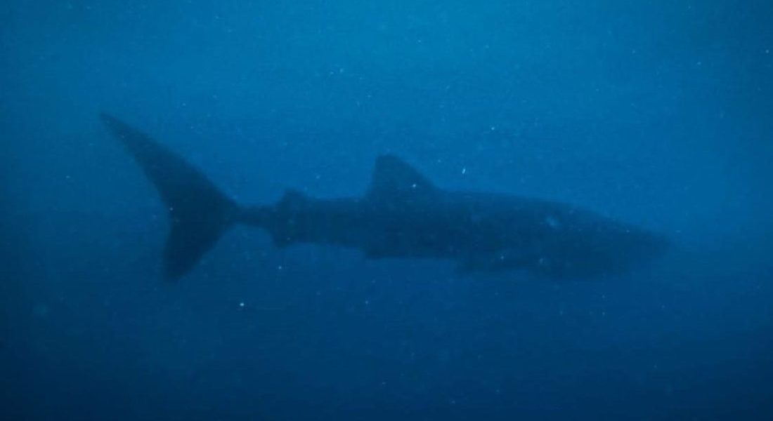 Whaleshark sighted by MCP volunteers