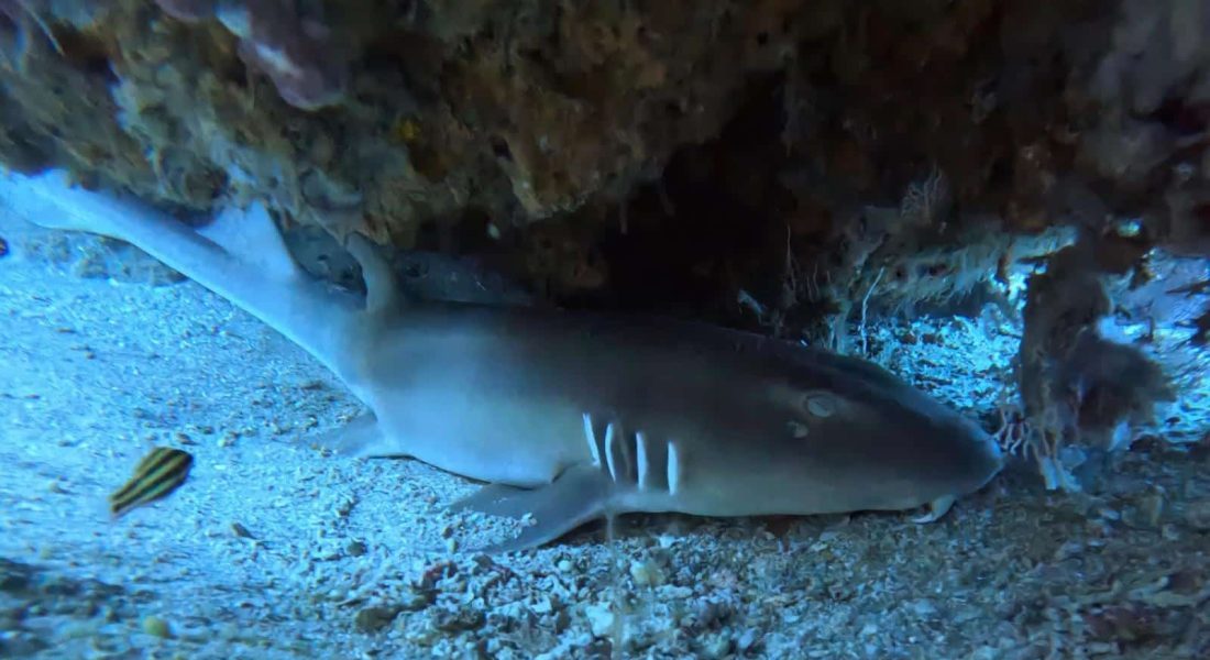 Bamboo shark sighted by MCP volunteers