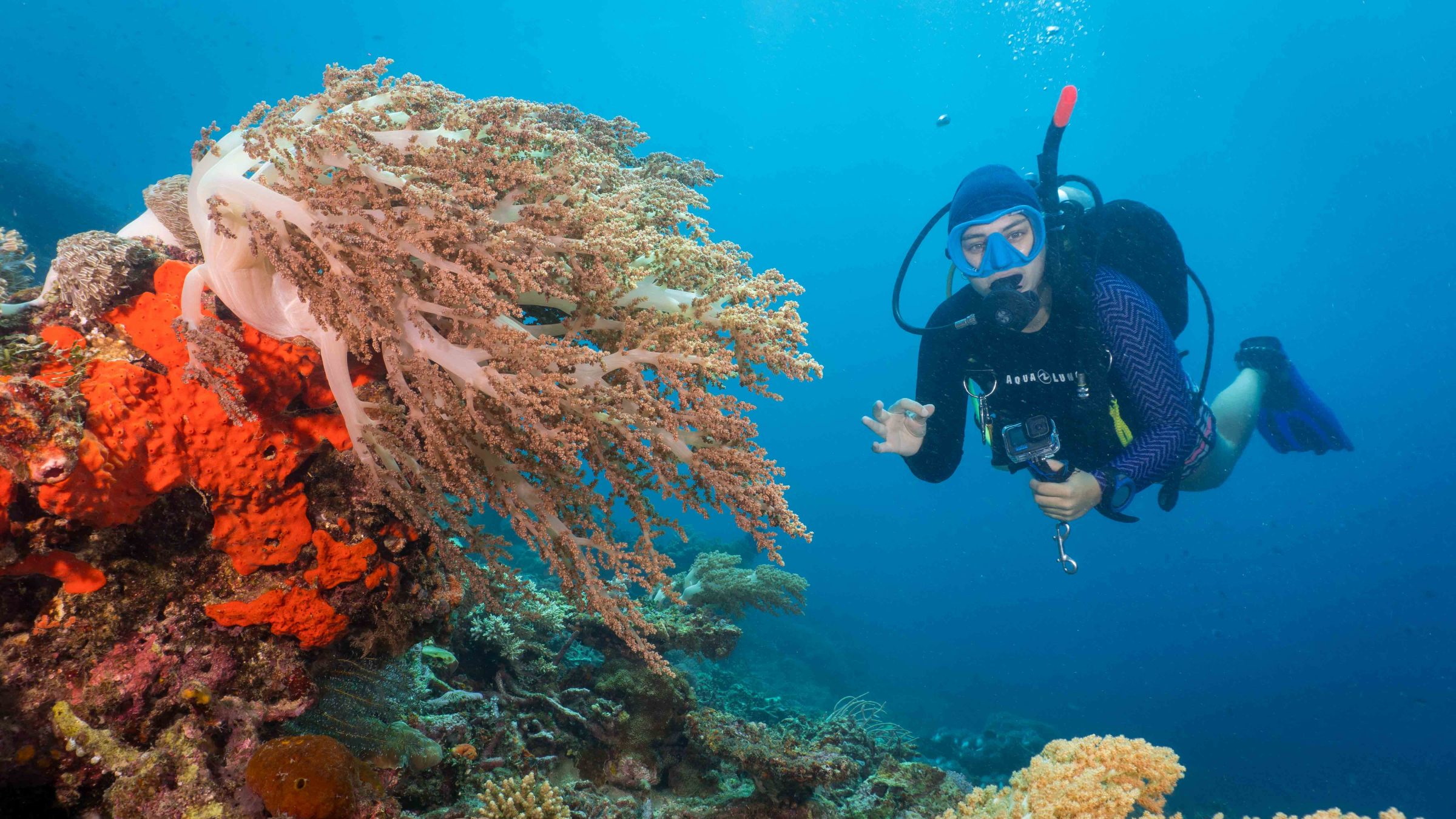 Scuba diver hovering beside a reef with soft corals in clear blue water