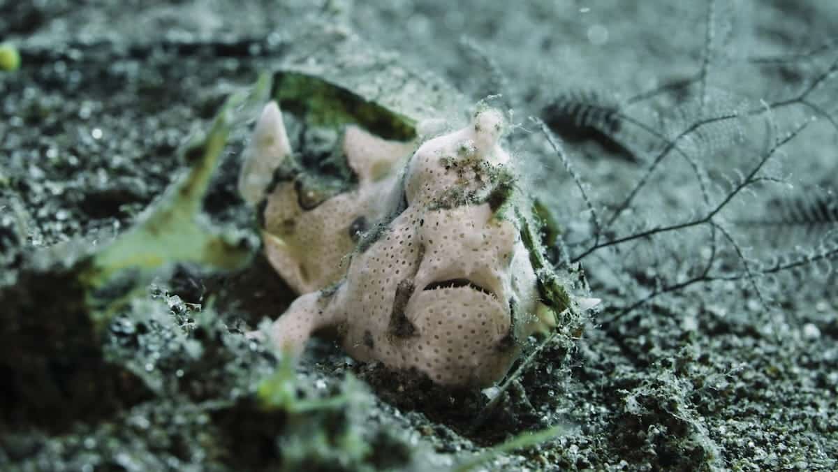 Frogfish