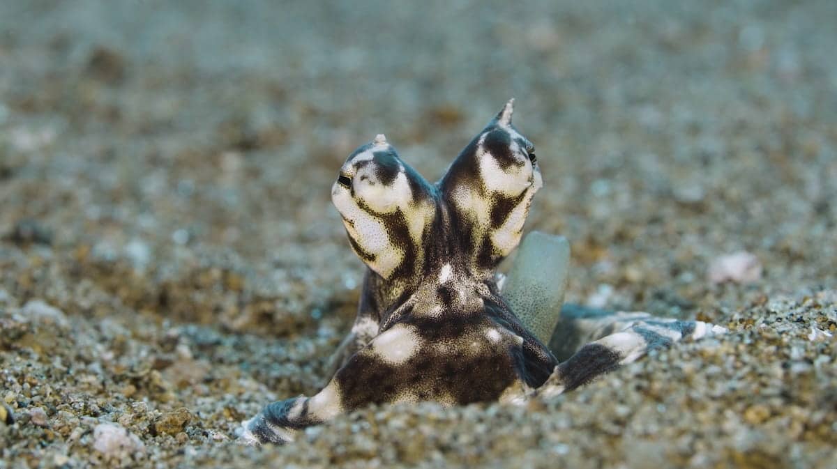 Mimic Octopus