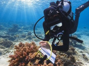 Diver recording data on an underwater slate while surveying a coral reef, sunlight filtering through the water above