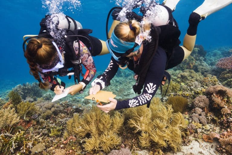 Two scientific divers recording data on slates above a coral reef