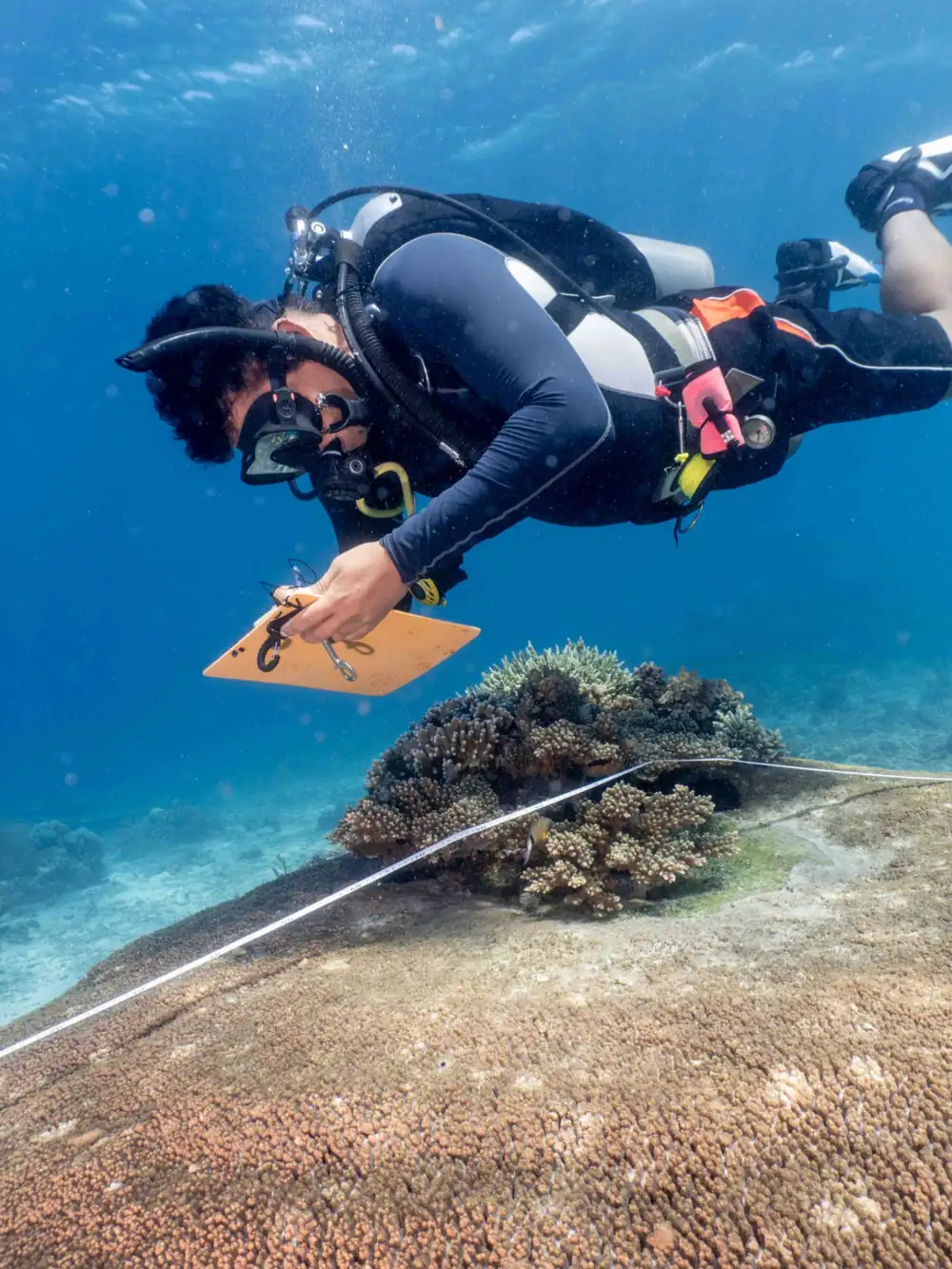 Scientific diver recording data along a survey tape over the reef