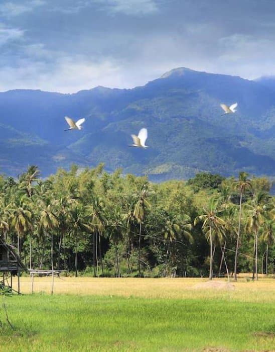 FAQ - Marine Conservation Philippines
